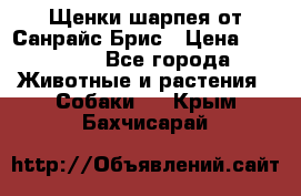 Щенки шарпея от Санрайс Брис › Цена ­ 30 000 - Все города Животные и растения » Собаки   . Крым,Бахчисарай